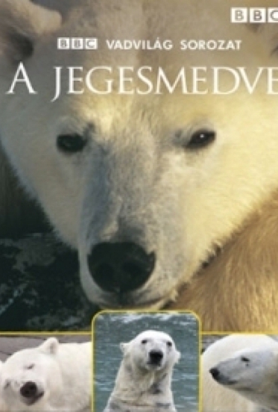 Vadvilág sorozat - A jegesmedve (DVD)