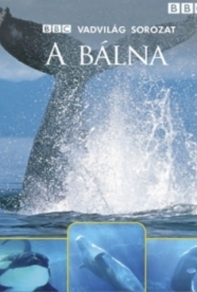 Vadvilág sorozat - Bálna (DVD)