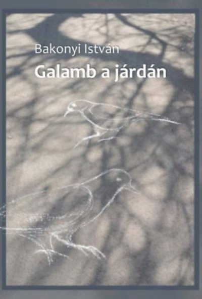 Galamb a járdán