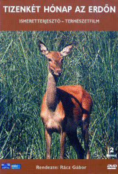 12 hónap az erdőn (2 DVD) *Extra változat - Antikvár - Kiváló állapotú*